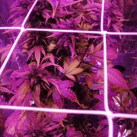 Auto Purple Kush growlog timeline photo