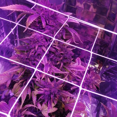 Auto Purple Kush growlog timeline photo
