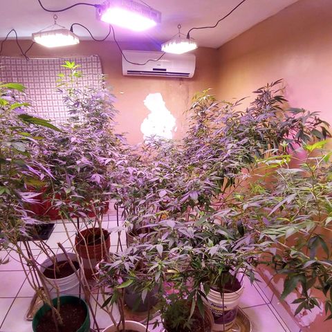 Collie Man Kush #3 growlog photo: Second week bloom