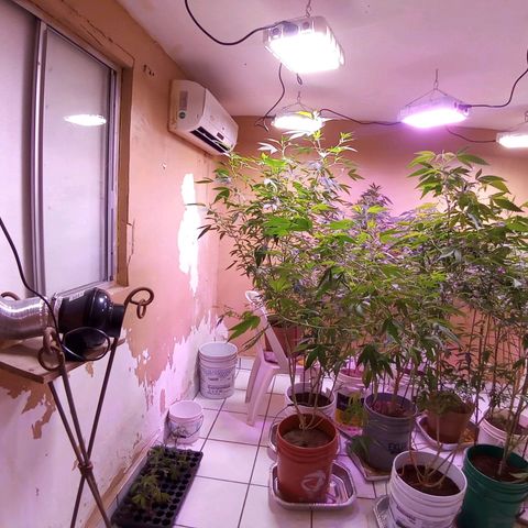 Collie Man Kush #3 growlog photo: Put the stractor