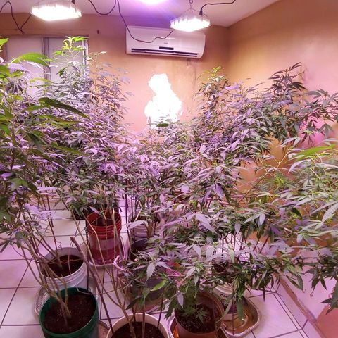 Collie Man Kush #3 growlog timeline photo