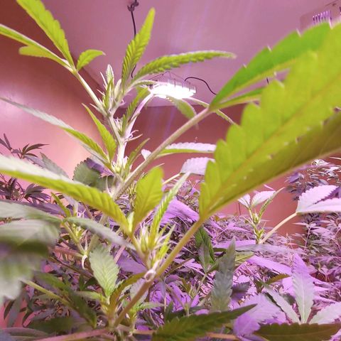 Collie Man Kush #3 growlog photo: First buds