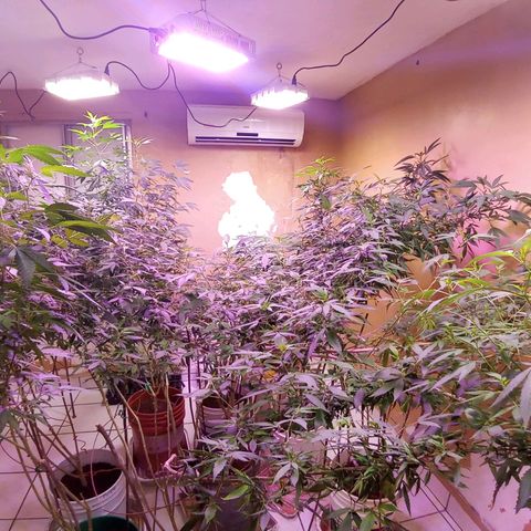 Collie Man Kush #3 growlog timeline photo