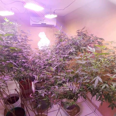 Collie Man Kush #3 growlog timeline photo