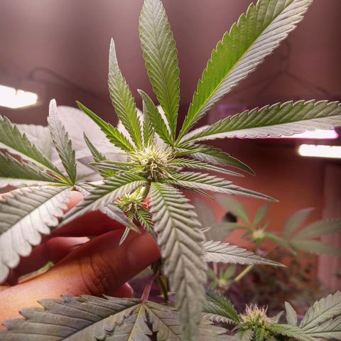 Collie Man Kush #3 growlog photo: Buds