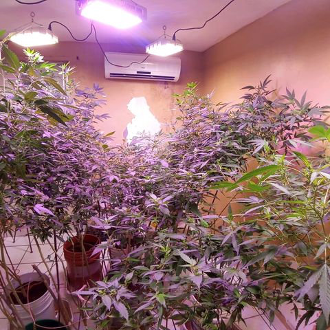 Collie Man Kush #3 growlog timeline photo