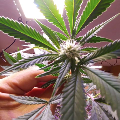 Collie Man Kush #3 growlog timeline photo