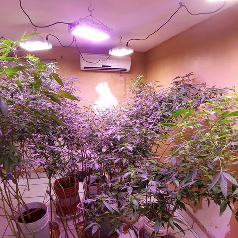 Collie Man Kush #3 growlog timeline photo