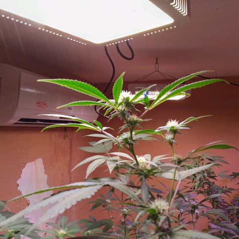 Collie Man Kush #3 growlog timeline photo
