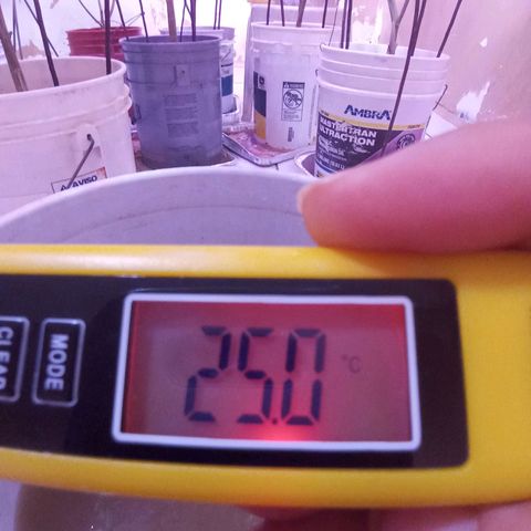 Collie Man Kush #3 growlog photo: °C