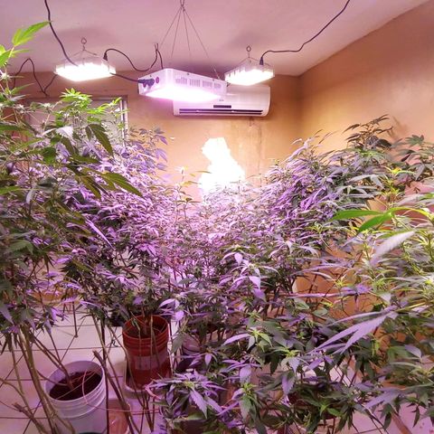 Collie Man Kush #3 growlog timeline photo