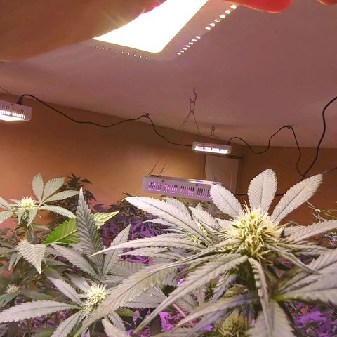 Collie Man Kush #3 growlog photo: Flowers