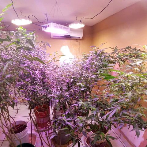Collie Man Kush #3 growlog timeline photo