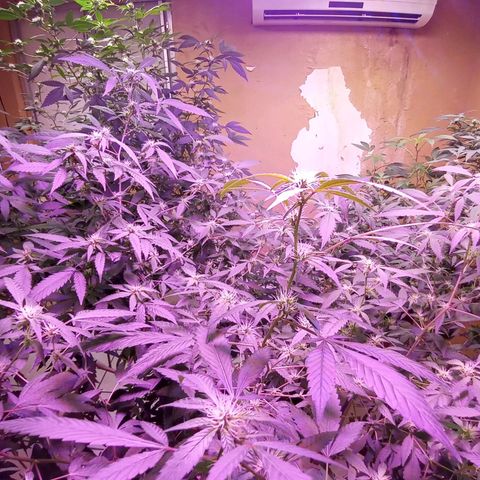 Collie Man Kush #3 growlog timeline photo