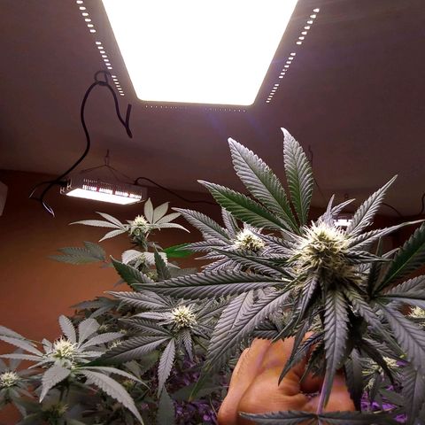 Collie Man Kush #3 growlog timeline photo