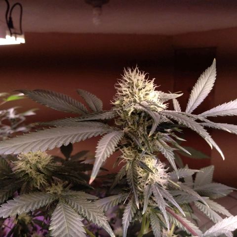 Collie Man Kush #3 growlog timeline photo