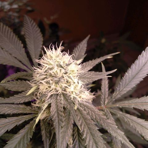 Collie Man Kush #3 growlog timeline photo