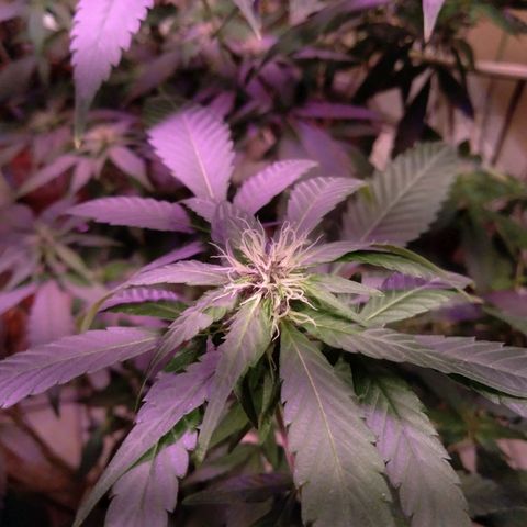 Collie Man Kush #3 growlog timeline photo