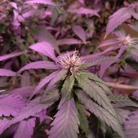 Collie Man Kush #3 growlog timeline photo