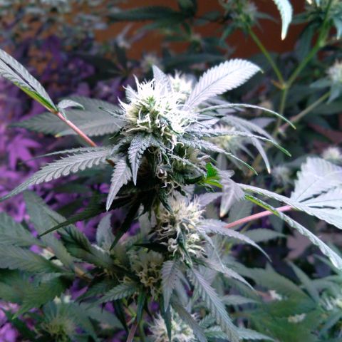 Collie Man Kush #3 growlog timeline photo