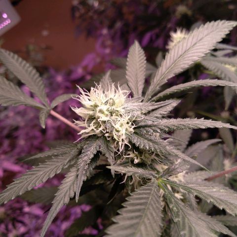 Collie Man Kush #3 growlog timeline photo