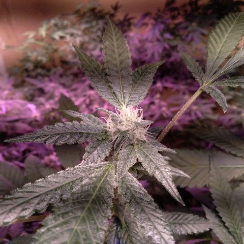 Collie Man Kush #3 growlog timeline photo