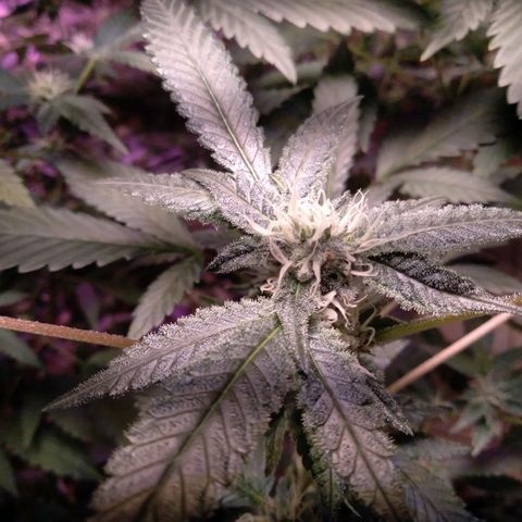 Collie Man Kush #3 growlog timeline photo