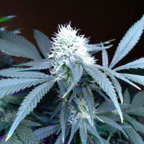 Collie Man Kush #3 growlog timeline photo