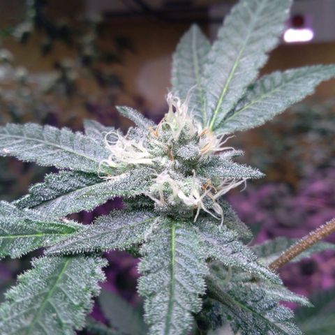 Collie Man Kush #3 growlog timeline photo