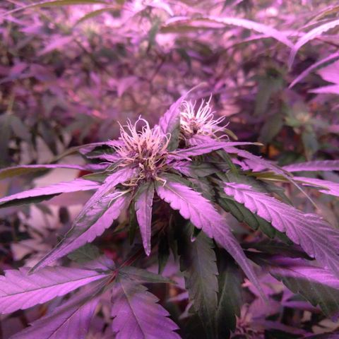 Collie Man Kush #3 growlog timeline photo