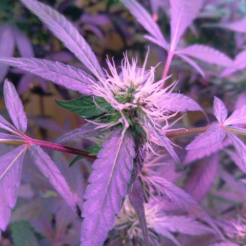 Collie Man Kush #3 growlog timeline photo