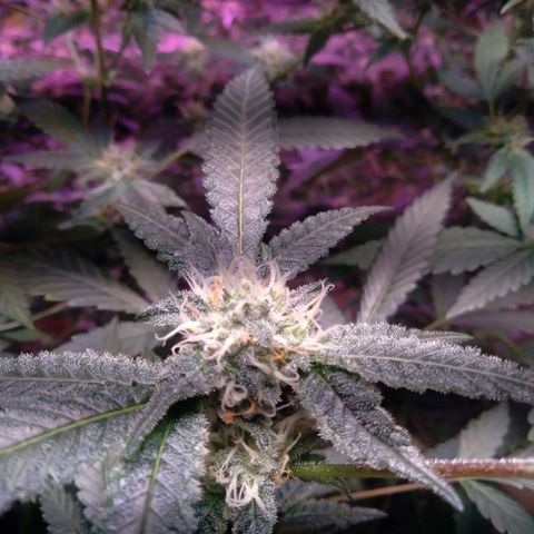 Collie Man Kush #3 growlog timeline photo