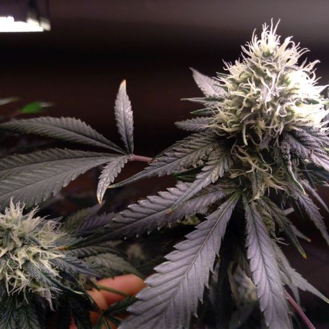 Collie Man Kush #3 growlog timeline photo
