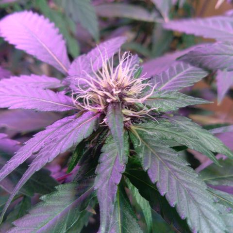 Collie Man Kush #3 growlog timeline photo