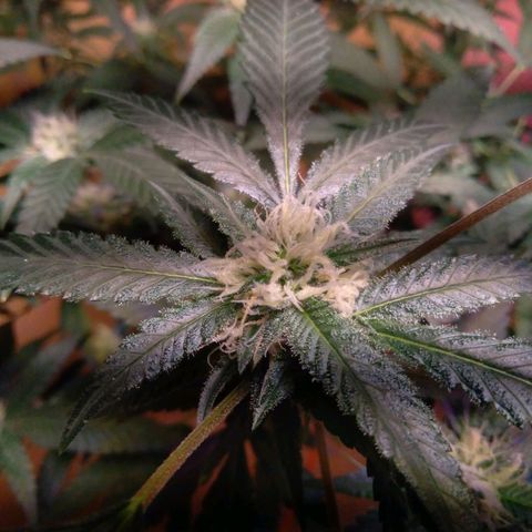 Collie Man Kush #3 growlog timeline photo