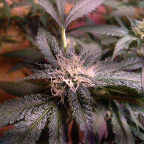 Collie Man Kush #3 growlog timeline photo