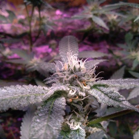 Collie Man Kush #3 growlog timeline photo