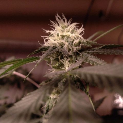 Collie Man Kush #3 growlog timeline photo