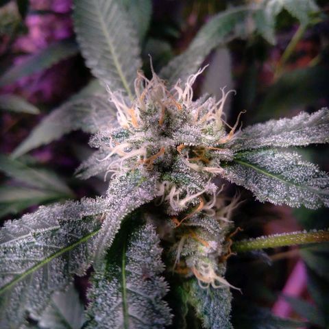 Collie Man Kush #3 growlog timeline photo