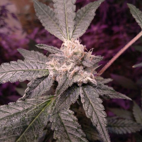 Collie Man Kush #3 growlog timeline photo