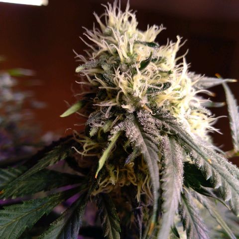 Collie Man Kush #3 growlog timeline photo