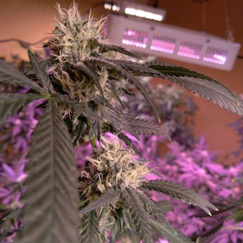 Collie Man Kush #3 growlog timeline photo