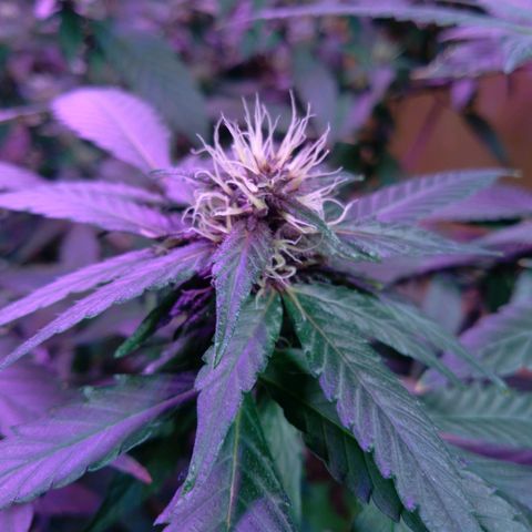 Collie Man Kush #3 growlog timeline photo