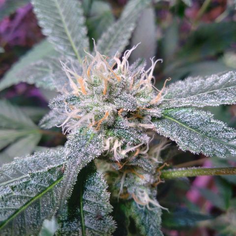 Collie Man Kush #3 growlog timeline photo