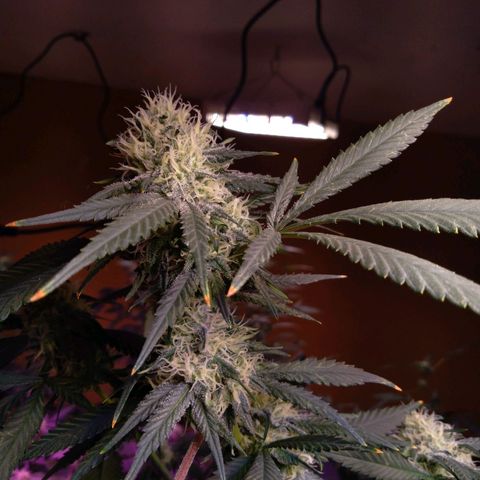 Collie Man Kush #3 growlog timeline photo