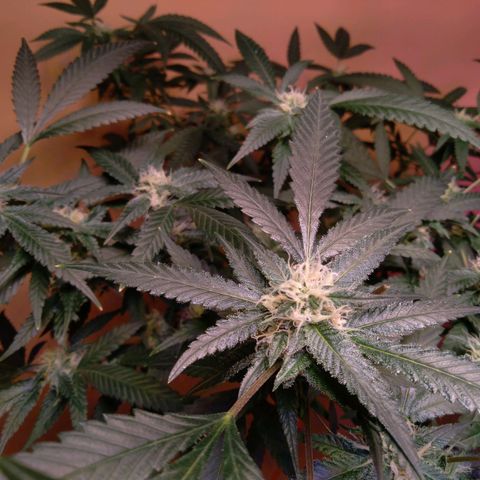 Collie Man Kush #3 growlog timeline photo