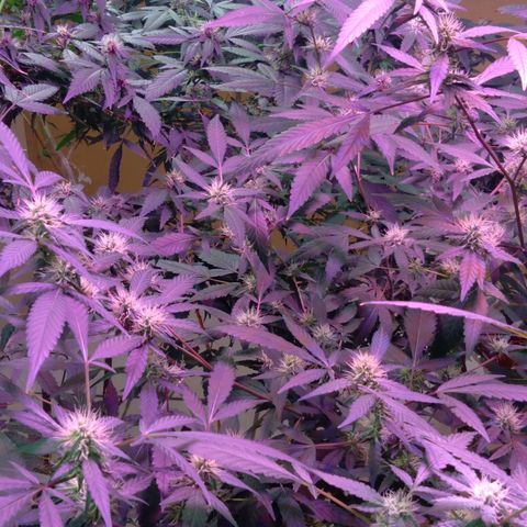 Collie Man Kush #3 growlog timeline photo