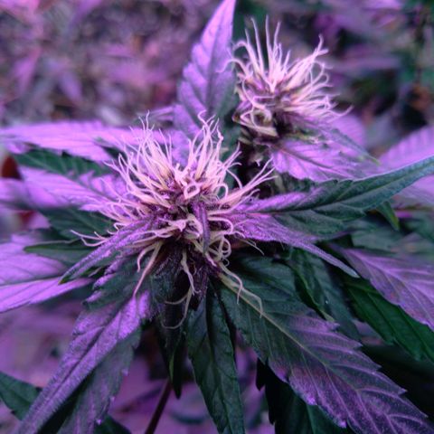 Collie Man Kush #3 growlog timeline photo