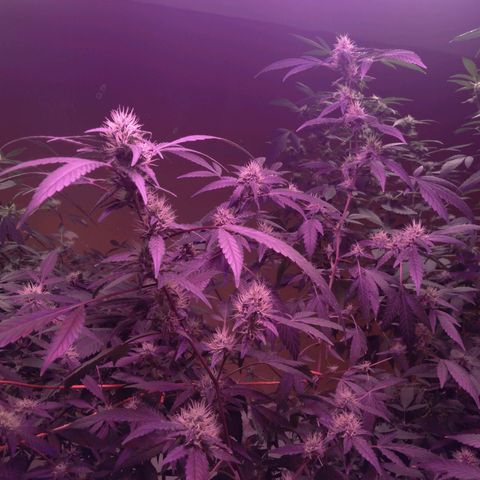 Collie Man Kush #3 growlog photo: 7th week