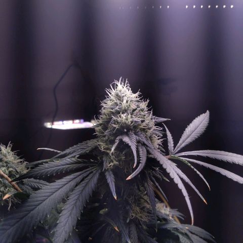 Collie Man Kush #3 growlog photo: 7th week